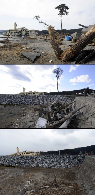 Foto Sopravvissuto a tre tsunami: ecco il pino dei miracoli - Repubblica.it