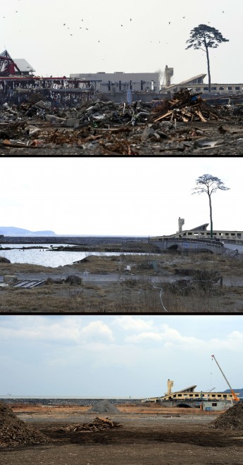 Foto Sopravvissuto a tre tsunami: ecco il pino dei miracoli - Repubblica.it